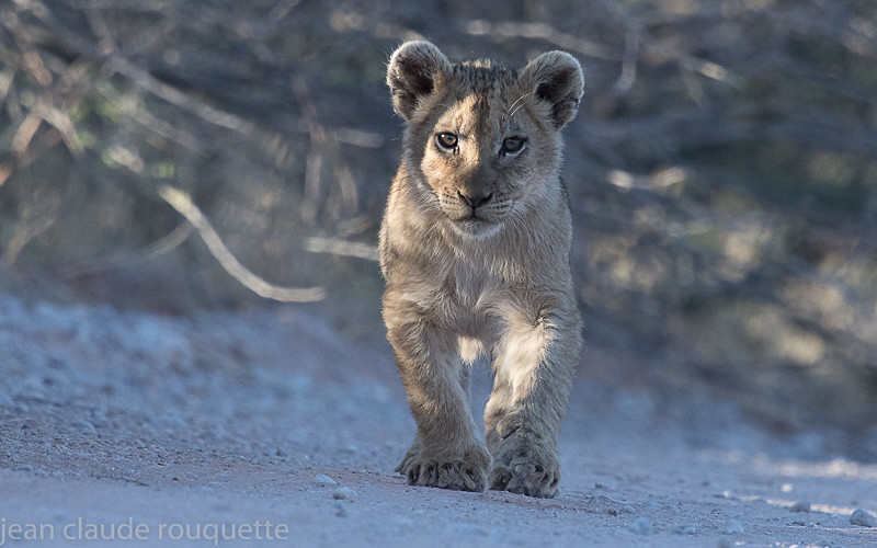  - Kgalagadi transfrontier park (2017)