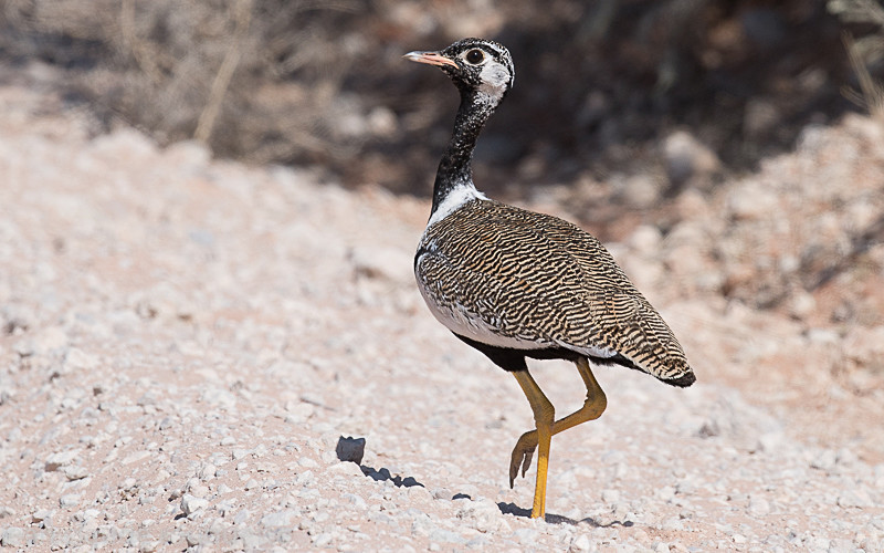 Northern black korhaan - Kgalagadi transfrontier park (2017)
