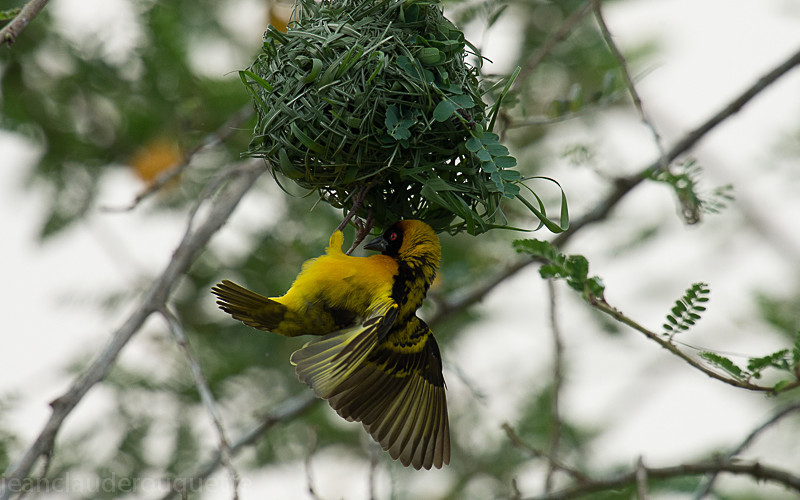 Murchison Victoria Nile - Uganda 2016