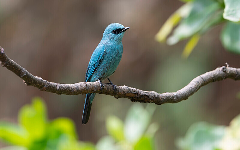 Pale blue Flycatcher - Latpanchar