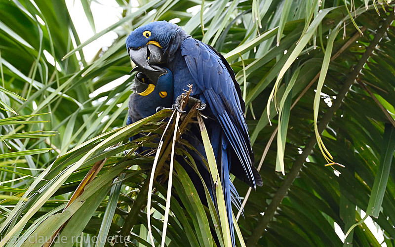  - Pantanal 2018 Porto Jofré
