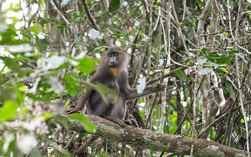 Young male mandrill - Parc national de La Lope (Gabon 2024)