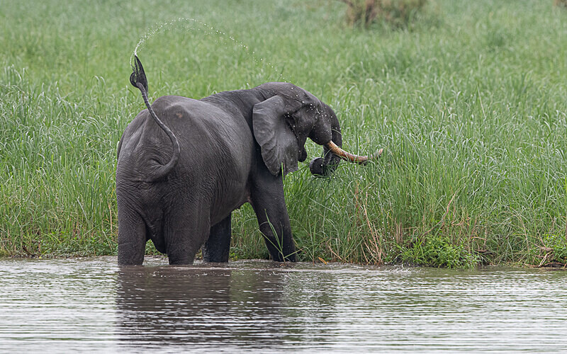  - Loango national park (Gabon 2024)