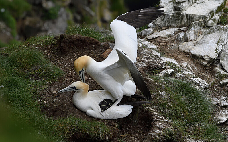 Herma Ness - Shetlands and Cairngorn national park (Scotland)