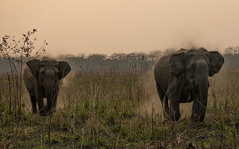 Charge of elephants - Manas National Park North East India 2025