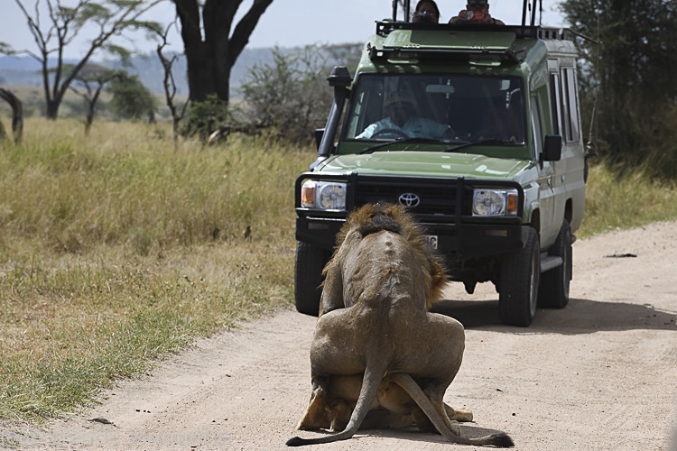 - Serengeti N.P. and N'Gorongoro Tanzania 2018