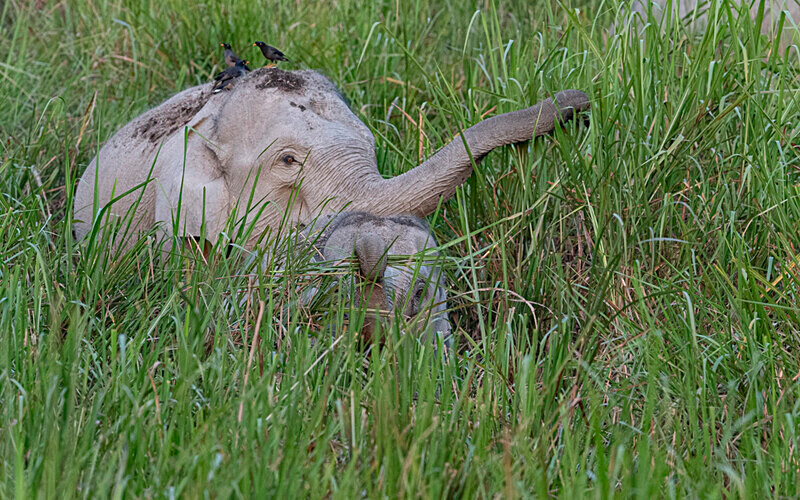 .lephant - Kaziranga National Park Noth East India 2025