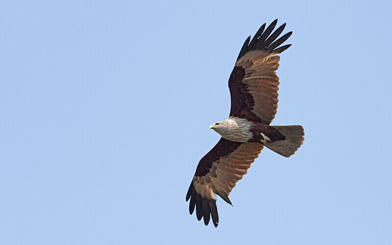 Brahmany Kite - Sundarban National Park North East India February 2025