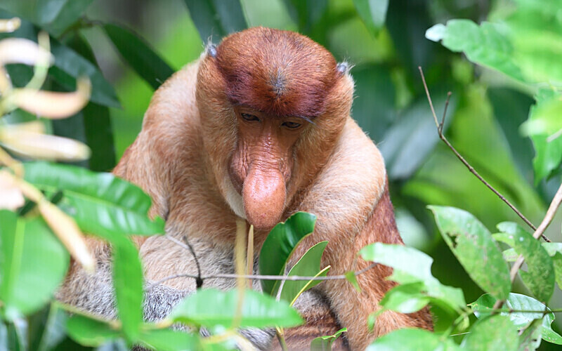 Probiscus monkey male - Sarawak (avril 2024) Borneo Malaisie
