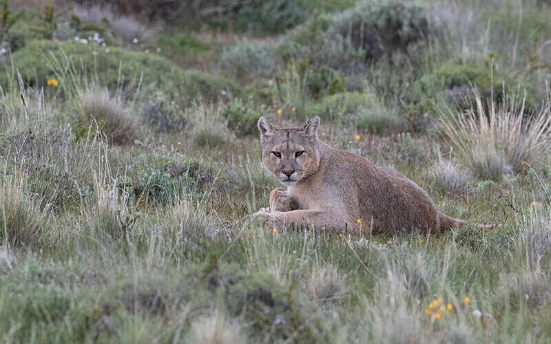 Big Male Puma - Patagonie Chilienne: Magellan Channel and Torres del Paine N.P.