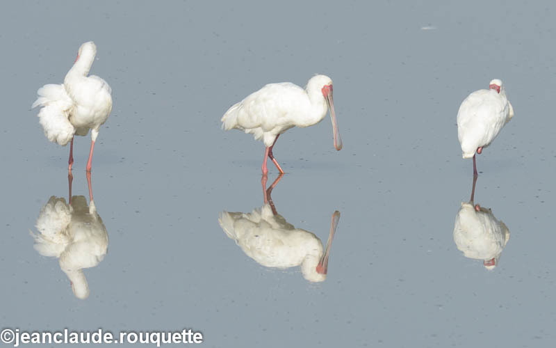 Spoonbill - South Luangwa 2014 (Zambia)