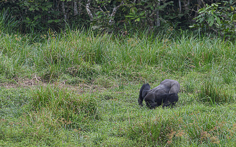Siver back drinking - Ivindo national park (Gabon 2024)