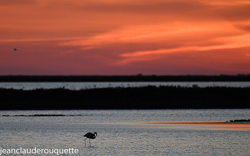 Flamant au coucher du soleil - Méditerranée/ Mediterranean