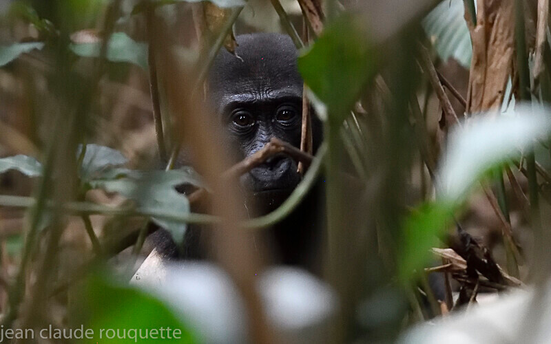 Gorilla baby - Odzala National Park (République du Congo (2019)