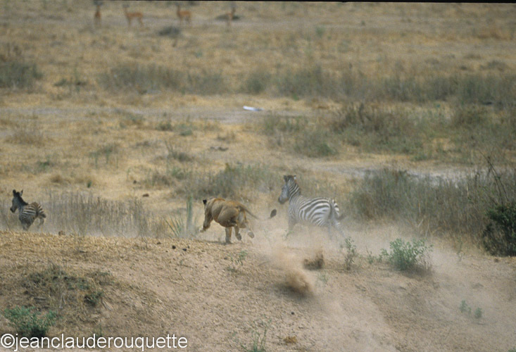Lionness hunting the calf... - Ruaha N.P. Tanzania 2007