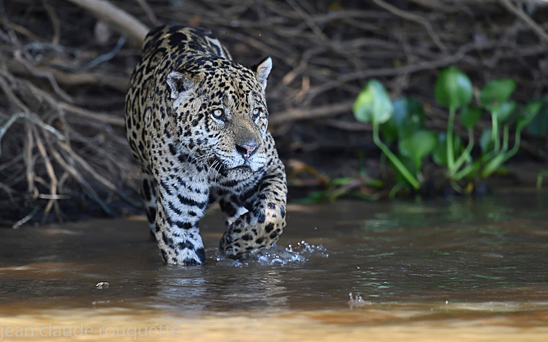  - Pantanal 2018 Porto Jofré
