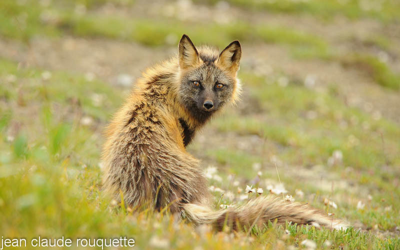 Red Fox in the tundra. - Denali national park (Alaska 2010)