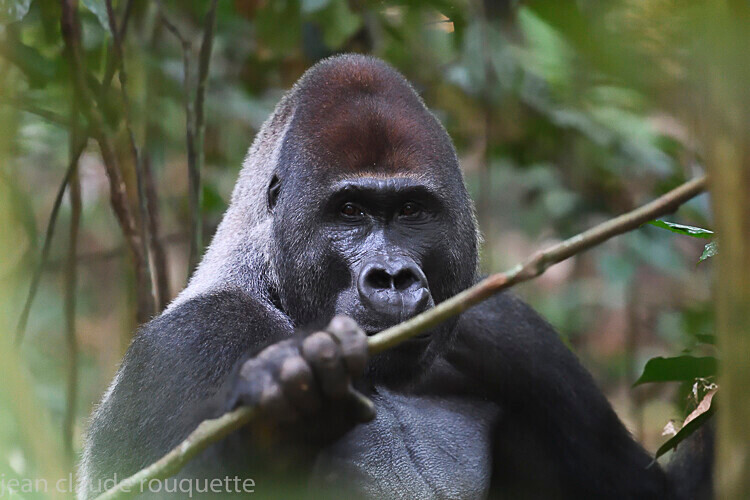 Mata - Dzanga Sangha National Park (République Centrafricaine) 2019