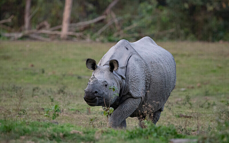  - Manas National Park North East India 2025