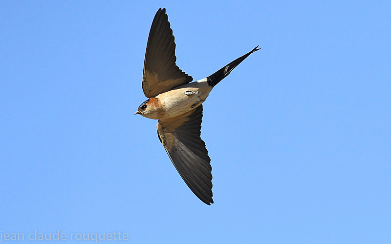 Hirondelle rousseline - Sierra de Andujar Andalucia (avril 2019)