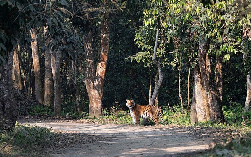 Tigress - Kaziranga National Park Noth East India 2025