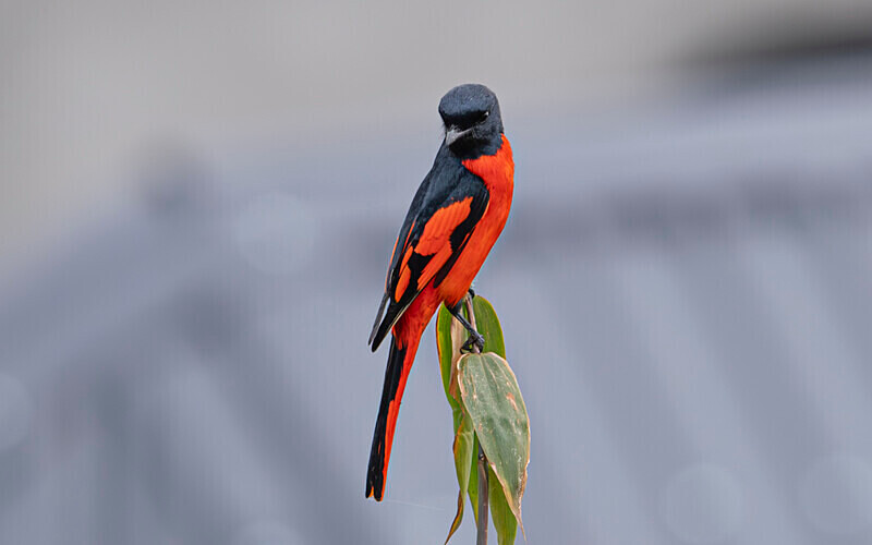 Scarlet Minivet - Latpanchar
