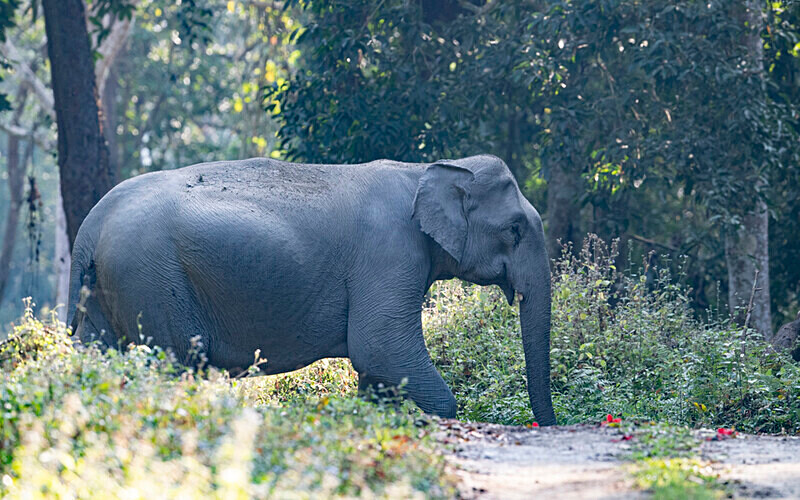  - Kaziranga National Park Noth East India 2025