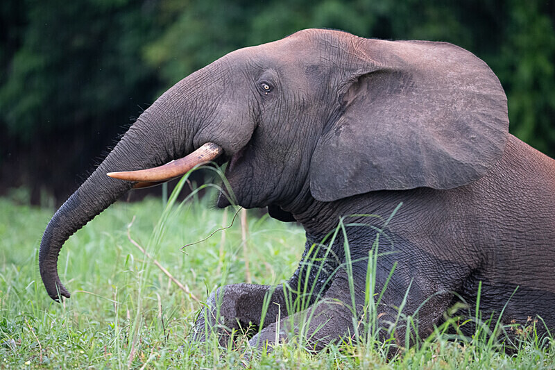  - Loango national park (Gabon 2024)