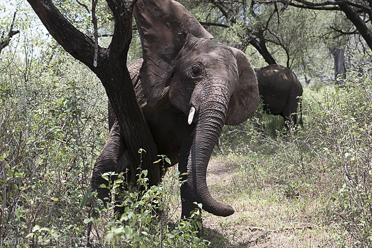 Elephant is scratching himself - Serengeti N.P. and N'Gorongoro Tanzania 2018