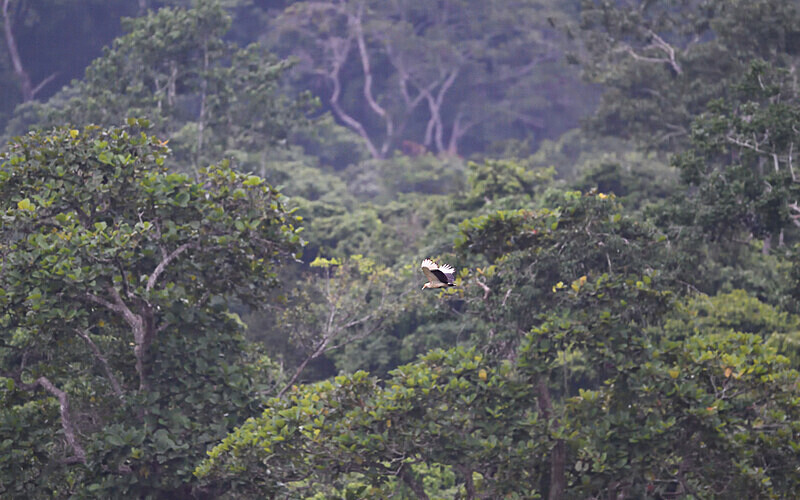 Palm vulture in Langoué baï - Ivindo national park (Gabon 2024)