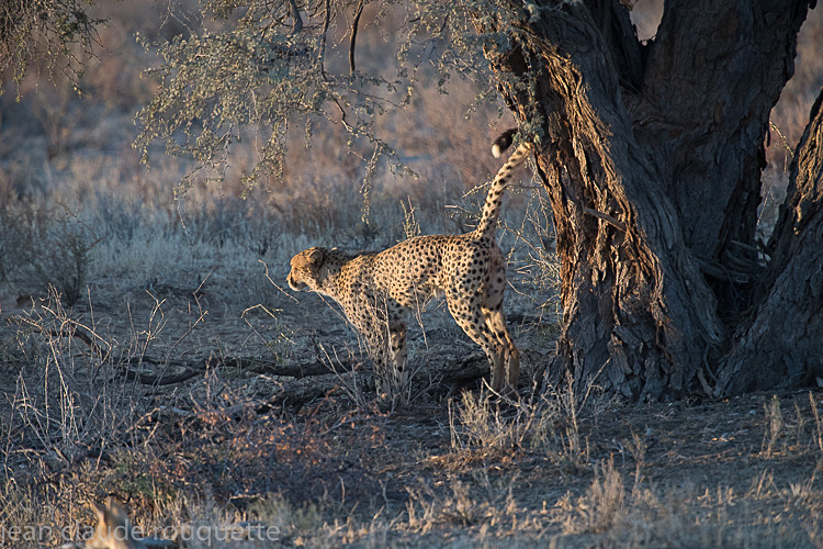  - Kgalagadi transfrontier park (2017)