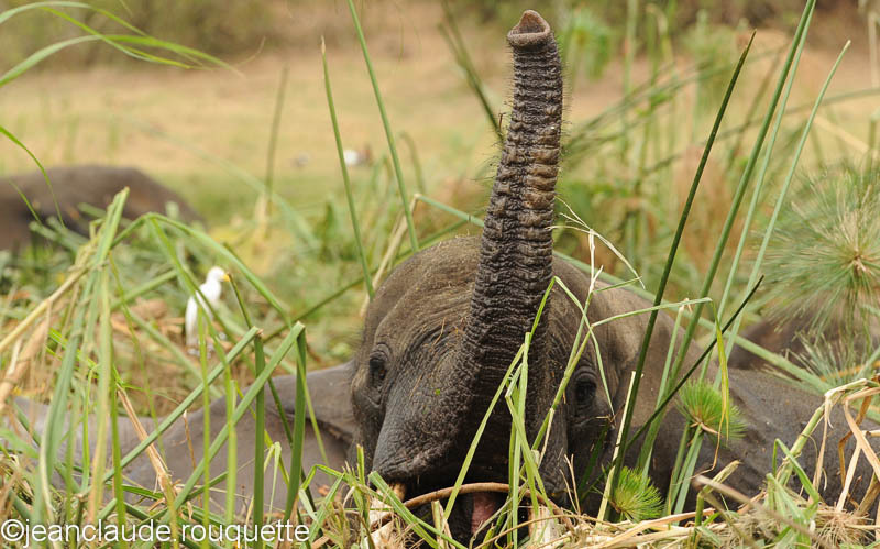 Elephant inside the papyrus. - Queen Elisabeth N.P. Uganda 2012