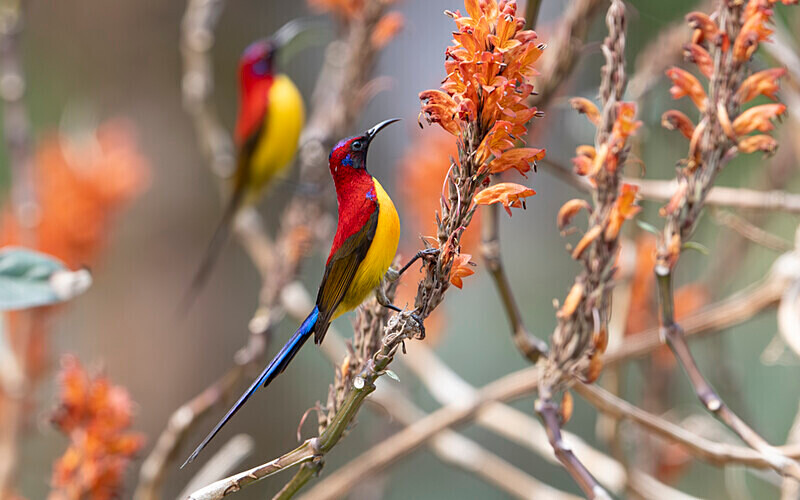 Mrs Gould's Sunbird - Latpanchar