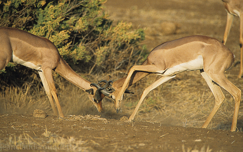Male Gerenuks are fighting - Samburu national park (Kenya 2009)