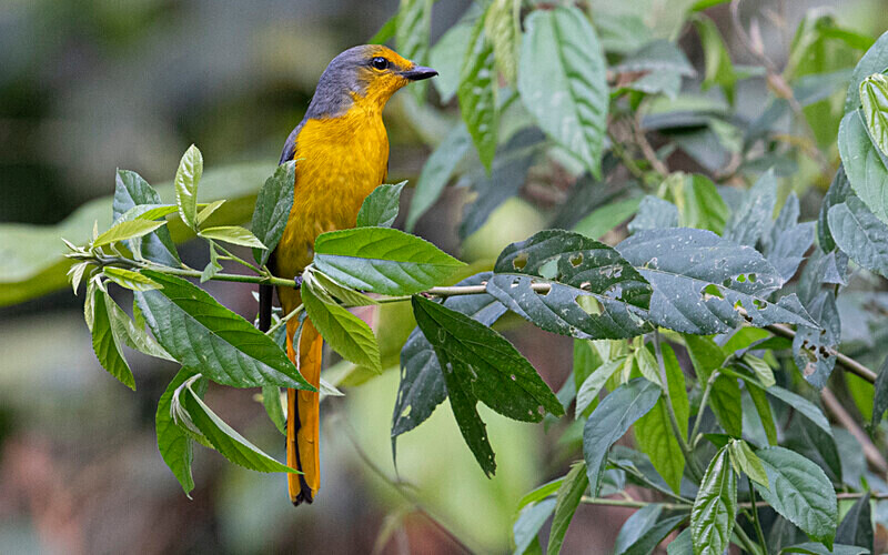 Scarlet Minivet female - Kaziranga National Park Noth East India 2025
