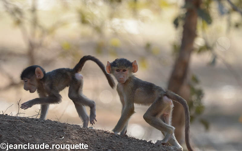 Young yellow baboons - South Luangwa 2014 (Zambia)