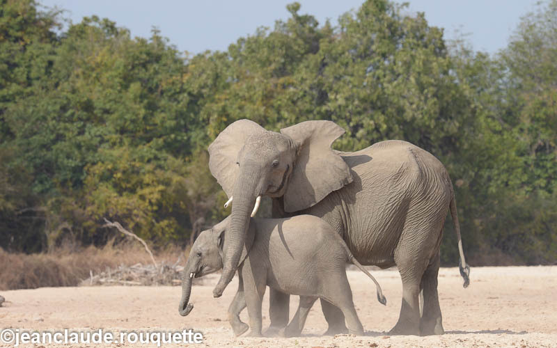 Mother protecting her baby - South Luangwa 2014 (Zambia)