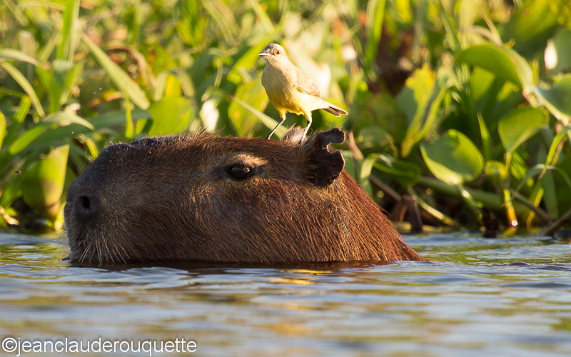 Capybara and great kiskadee - Pantanal Brazil 2015