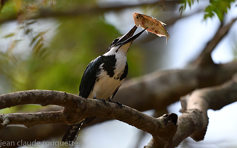  - Pantanal 2018 Porto Jofré