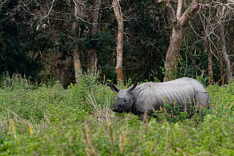  - Kaziranga National Park Noth East India 2025