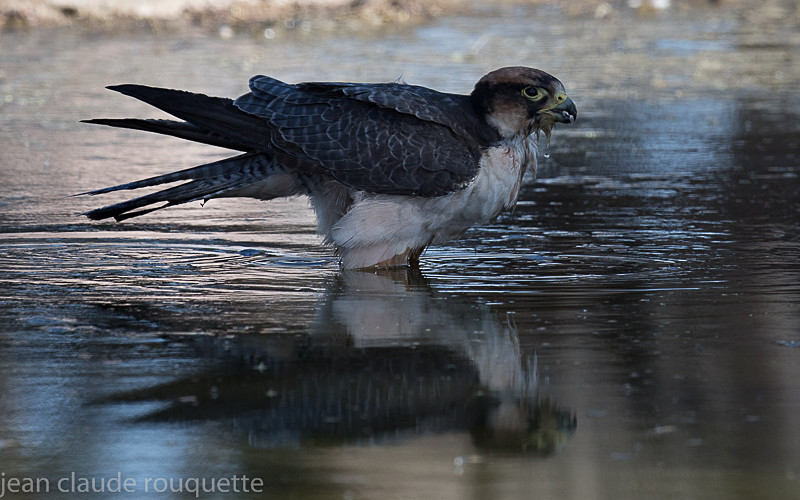 Lanner Falcon - Kgalagadi transfrontier park (2017)