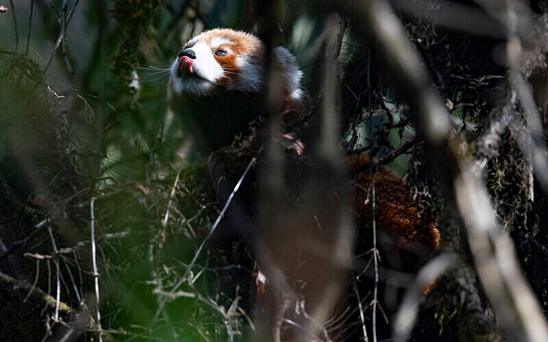 Red Panda - Singalila National Park February 2025 North East India