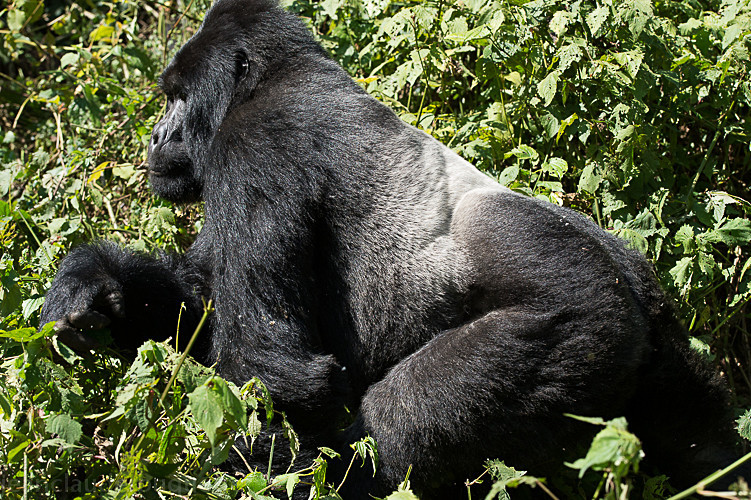 Bwindi (Ruhija) - Uganda 2016