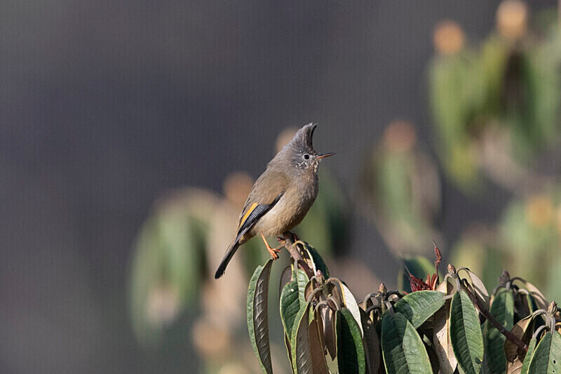 Stripe-throated Yuhina - Singalila National Park February 2025 North East India