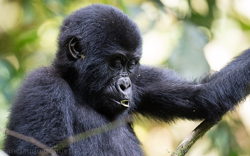 Nkurino (Bwindi) - Uganda 2016