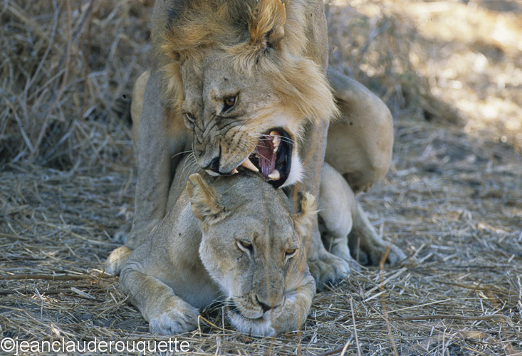 Love near the Ruaha river.... - Ruaha N.P. Tanzania 2007