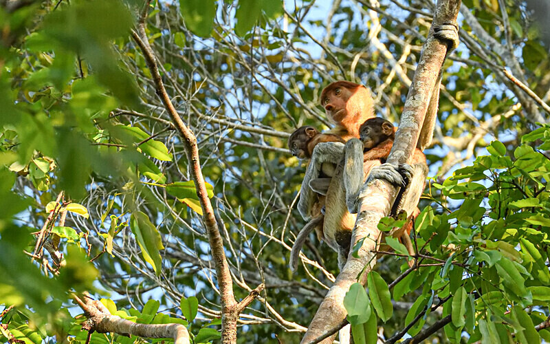 Kinabatangan river - Sabah avril 2024 Borneo Malaisie