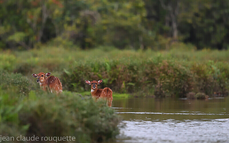 Sitatungas - Odzala National Park (République du Congo (2019)