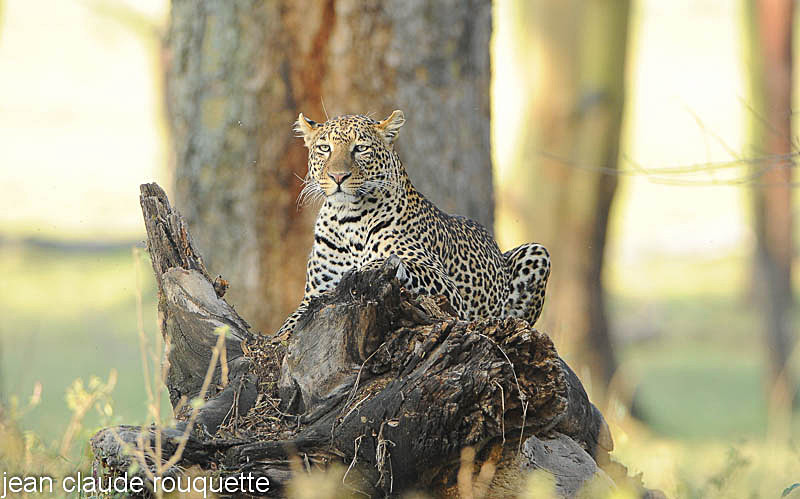 Female leopard on stage. - Lake nakuru national park ( Kenya 2009)