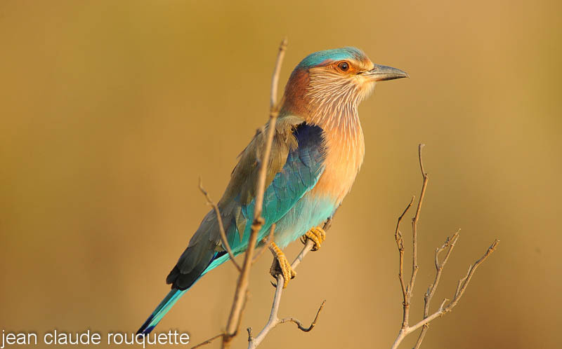 Indian  Roller. - Kanha and Corbet national parks (India 2011)